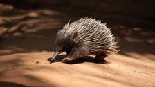 S1 E3: Platypus and Echidna
