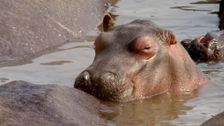 S1 E4: Hippo River