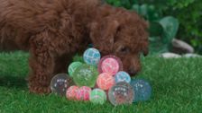 S2 E29: Bouncy Ball Hunt
