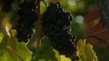 S1 E6: Wine Lovers' Guide to Australia
