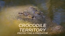 Crocodile Territory: Protecting a Predator