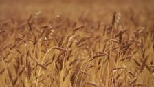 S1 E1: Wheat