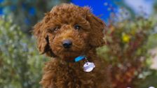 S1 E32: Puppy Party