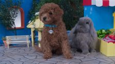 S2 E34: Mommy Puppy Day