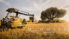 Mammals: Making Of