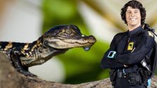 S2 E4: Andy and the Baby Alligators