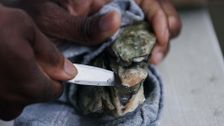 S1 E3: Oysters in South Carolina
