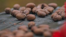 S1 E10: Pecans in Georgia