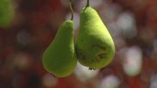 S2 E9: Pears