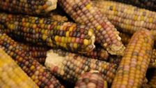 S1 E8: Corn in Arizona