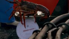 S4 E6: Aussie Lobster Men