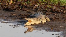S1 E2: Wild Kakadu