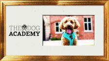 The Dog Academy
