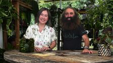 S2026 E24: Growing and Collecting Indoor Plants