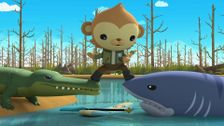 S2 E17: Alligator-Shark Showdown