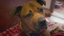 S7 E7: Paul O'Grady: For the Love of Dogs