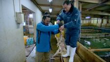 S1 E1: Hokkaido