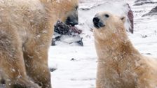 S1 E5: Devon Island: Land of Ice