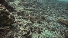 S4 E5: Reef Rescue