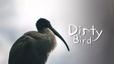 Dirty Bird