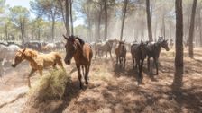 S1 E2: Wild Andalusia