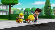 S3 E4: Pups Save Alex's Mini-Patrol; Pups Save a Lost Tooth