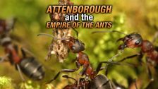 Attenborough and the Empire of the Ants