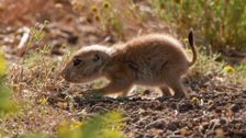 S2 E12: Baby Animal Missions: Andy and the Prairie Dog Pups