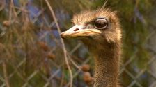 S2 E6: RSPCA Animal Rescue