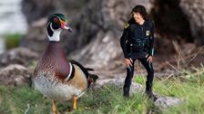 S1 E4: Andy and the Wood Ducks