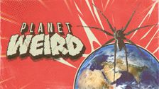 Planet Weird