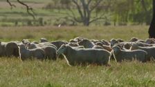 S6 E65: Farm To Fork