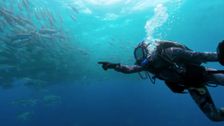 S1 E3: Shark Island