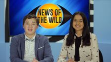 S3 E54: News of the Wild