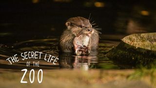The Secret Life of the Zoo