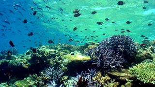 Barney's Barrier Reef