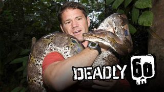 Deadly 60