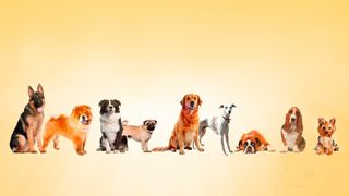 For the Love of Dogs
