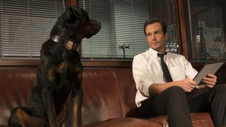 Show Dogs