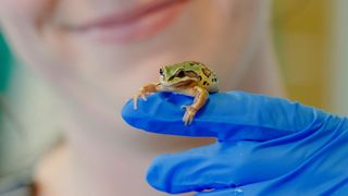 For Frogs' Sake!
