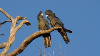 Black Cockatoo Crisis