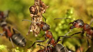 Attenborough and the Empire of the Ants