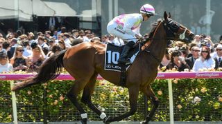Melbourne Cup Tales