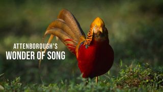 Attenborough's Wonder of Song