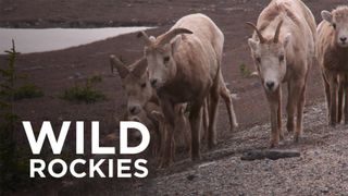 Wild Rockies