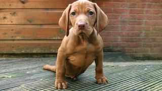 The Wonderful World of Puppies