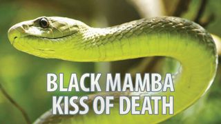 Black Mamba: Kiss of Death
