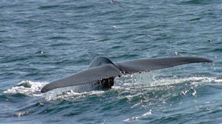 The Big Blue
