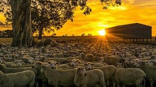 Landline Summer