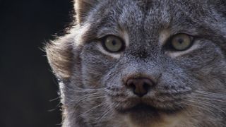 New England's Wildlife Wonders